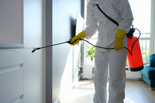 Mold Removal Process in La Palma, CA