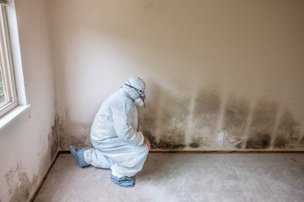 Best Mold Removal Process  in La Palma, CA