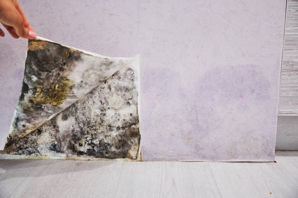 Best Mold Damage Repair  in La Palma, CA
